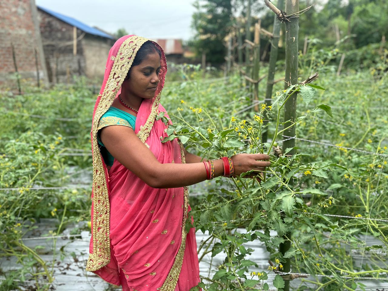 Ram Kumari providing staking for tomato 