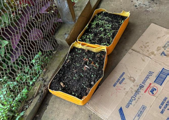 Seeds raised in plastic containers