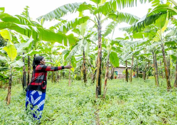 Anastasie harvests bananas from her plantation, which now supports her household’s food security and income. ©Jean Baptiste Nkurunziza/FAO Rwanda 