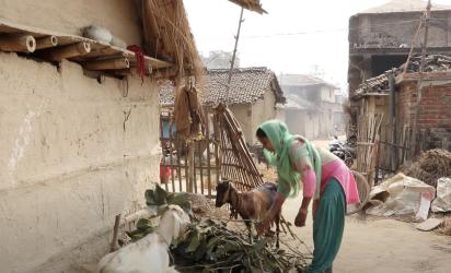 A woman tends to two goats