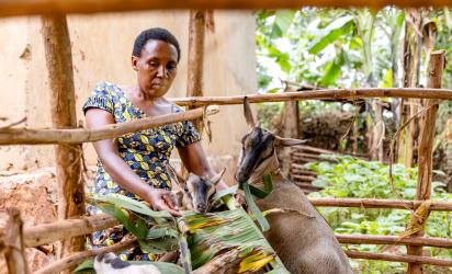 Valentine feeding her goats. Photo: FAO Rwanda/ Christian Ngabonziza