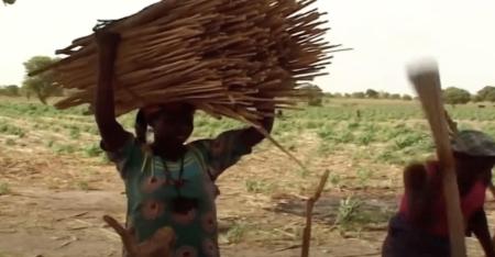 A woman carries a bundle of wood on her head