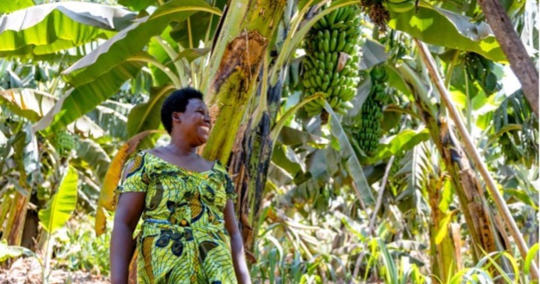A woman stands in front of banana trees, with a bunch of bananas visible above. The individual is wearing a green-patterned dress, blending with the surrounding foliage.