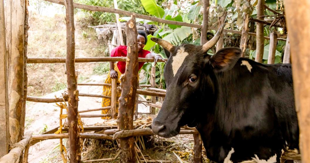 Akimana Angelique feeding a cow. FAO Rwanda/Christian Ngabonziza.