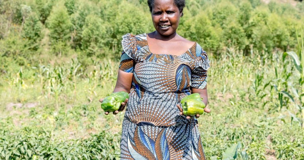 Nyirahabimana proudly displays some of the high-quality bell peppers produced using improved agricultural practices. @FAO Rwanda/Christian Ngabonziza